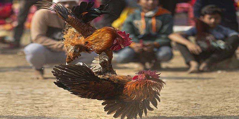 Màu Mạng Đá Gà - Hướng Dẫn Cách Xem Chi Tiết Theo Phong Thuỷ Người chơi căn cứ đối thủ nên chọn màu gà chiến