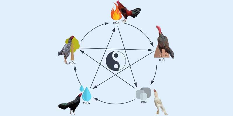 Màu Mạng Đá Gà - Hướng Dẫn Cách Xem Chi Tiết Theo Phong Thuỷ Màu mạng đá gà được nhiều cao thủ áp dụng thành công