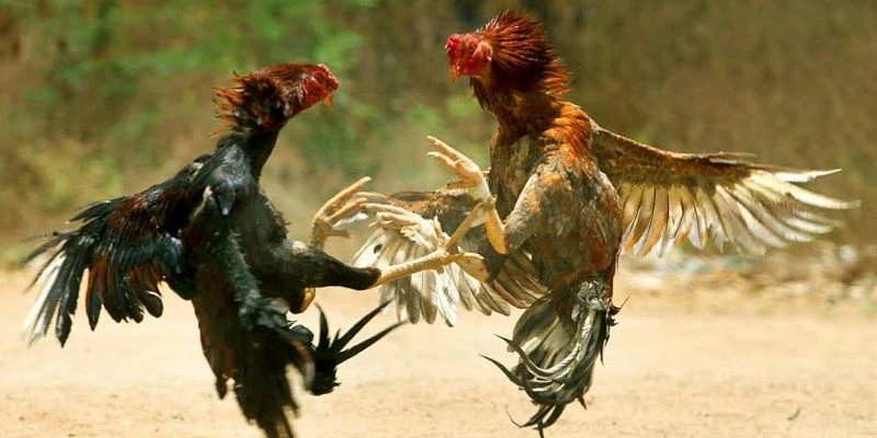 Các hình thức chọi kê hấp dẫn